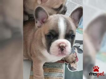 Ράτσα: Γαλλικό Μπουλντόγκ - Bulldog | Ηλικία: 3 μηνών | Φύλο: Αρσενικό | Αρ. Microchip: 563883773883993 | Εκπαιδευμένο | Pedigree | Περιοχή: Αττική